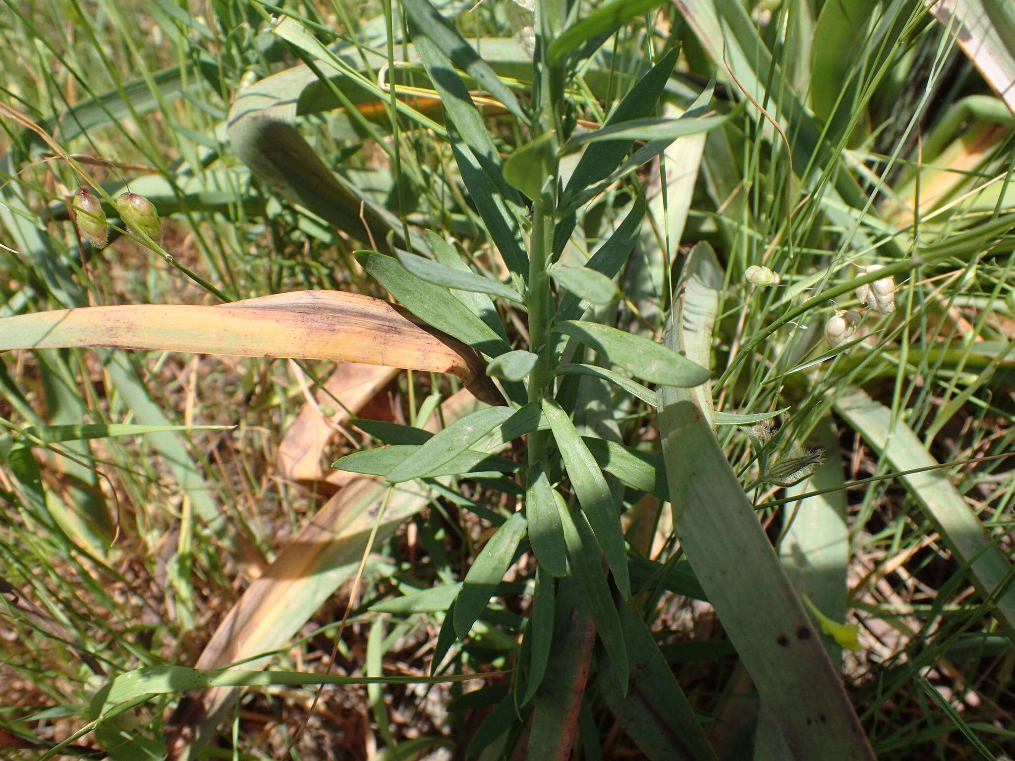 Image of Italian toadflax