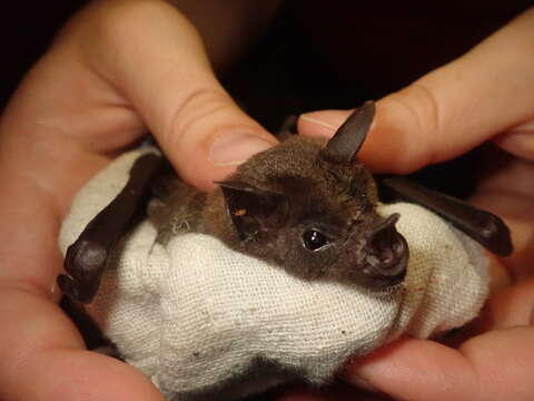 Image of Lesser Spear-nosed Bat