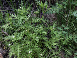 Image de Eucrypta chrysanthemifolia (Benth.) Greene