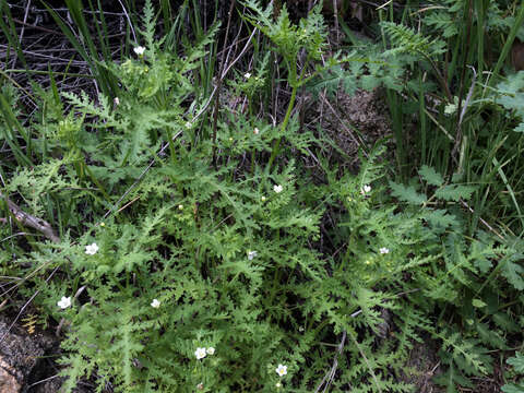 Image de Eucrypta chrysanthemifolia (Benth.) Greene