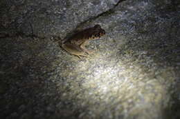 Image of Leptobrachella picta (Malkmus 1992)