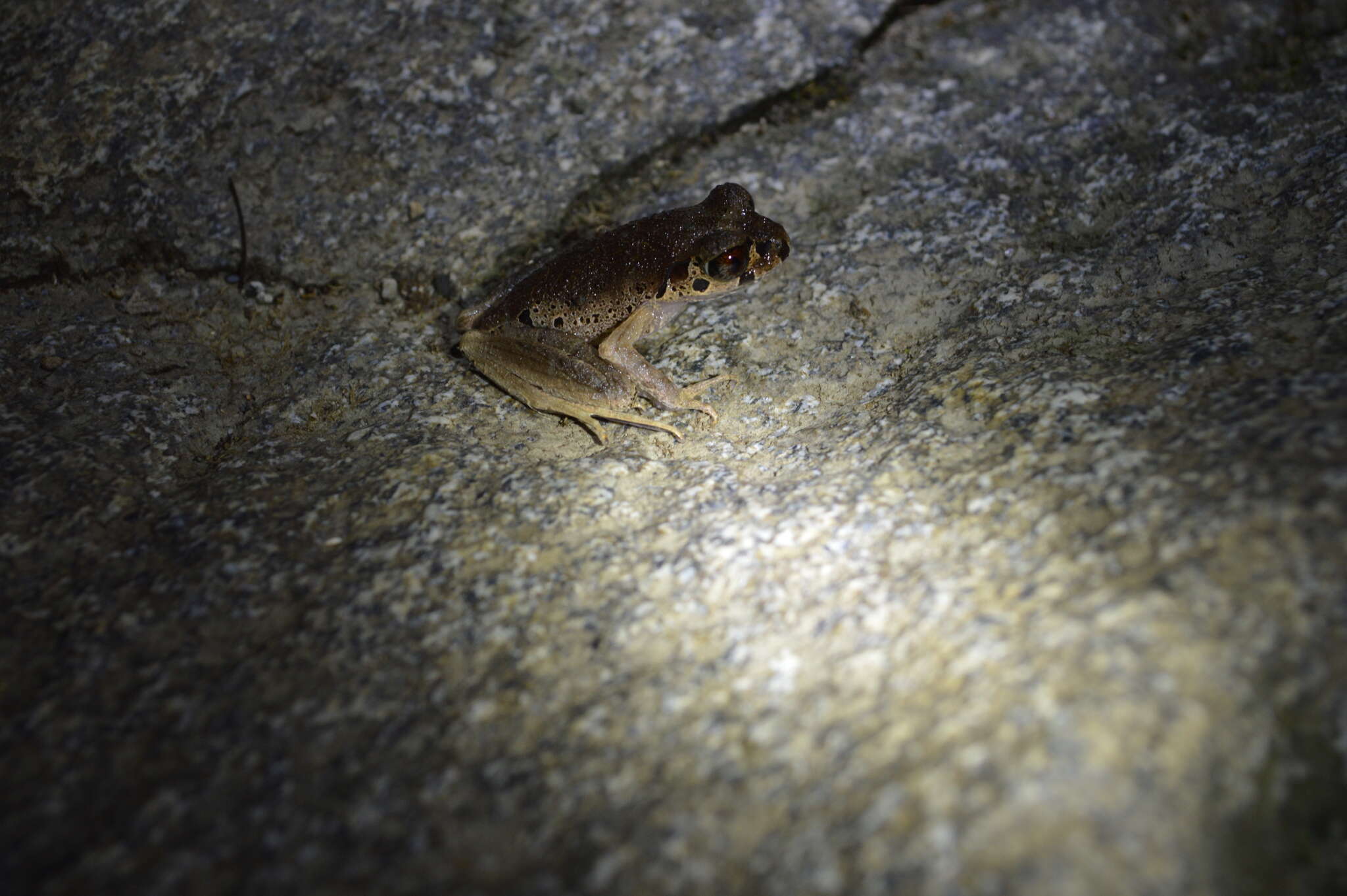 Image of Leptobrachella picta (Malkmus 1992)