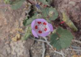 Imagem de Eremalche rotundifolia (A. Gray) Greene