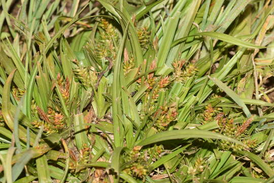 Image of Carex sagei Phil.