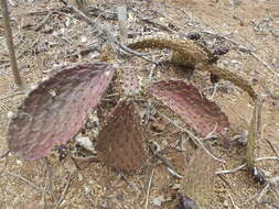 Image of Opuntia decumbens Salm-Dyck