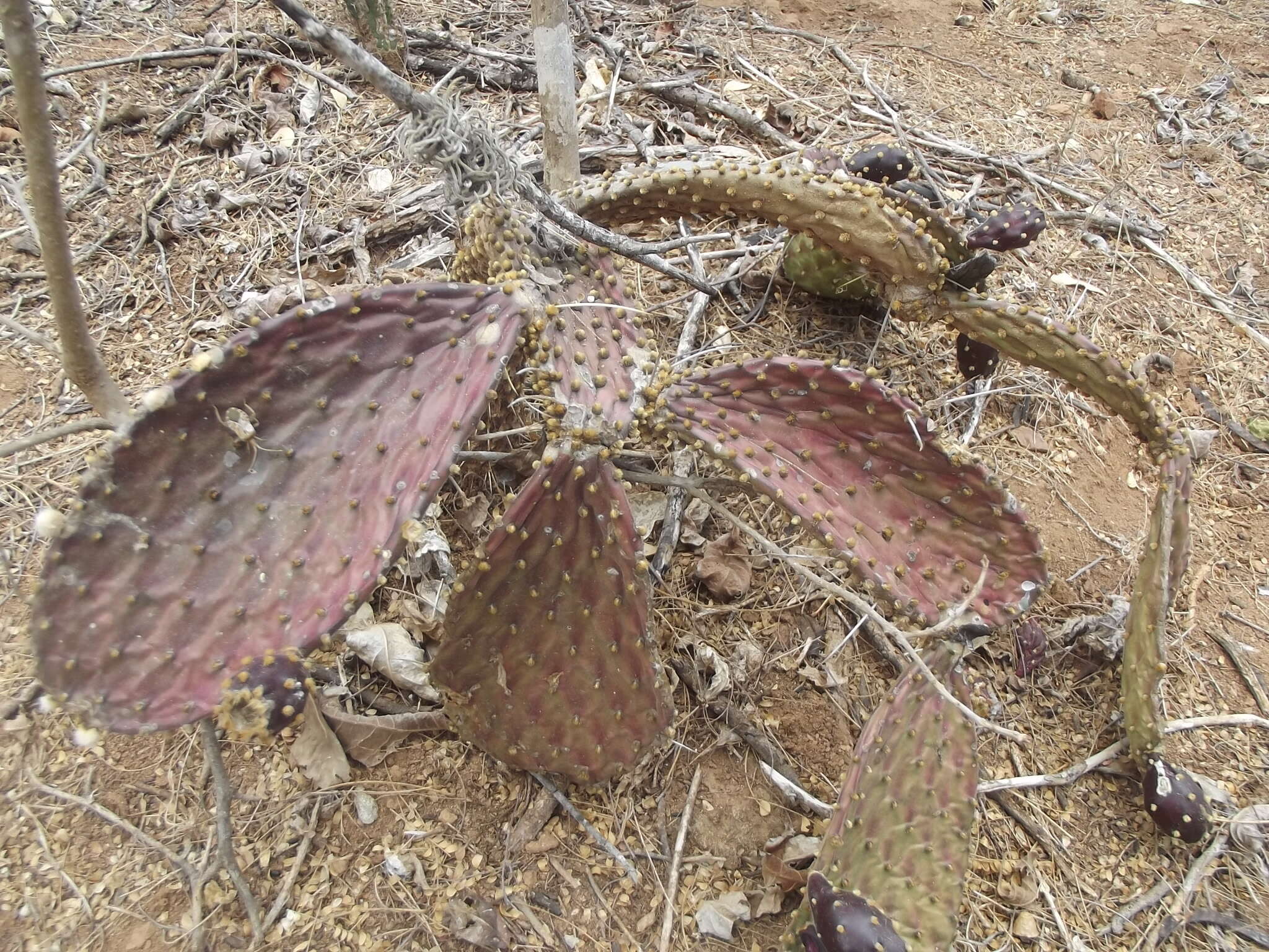 Image of Opuntia decumbens Salm-Dyck