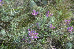 Imagem de Astragalus varius S. G. Gmelin