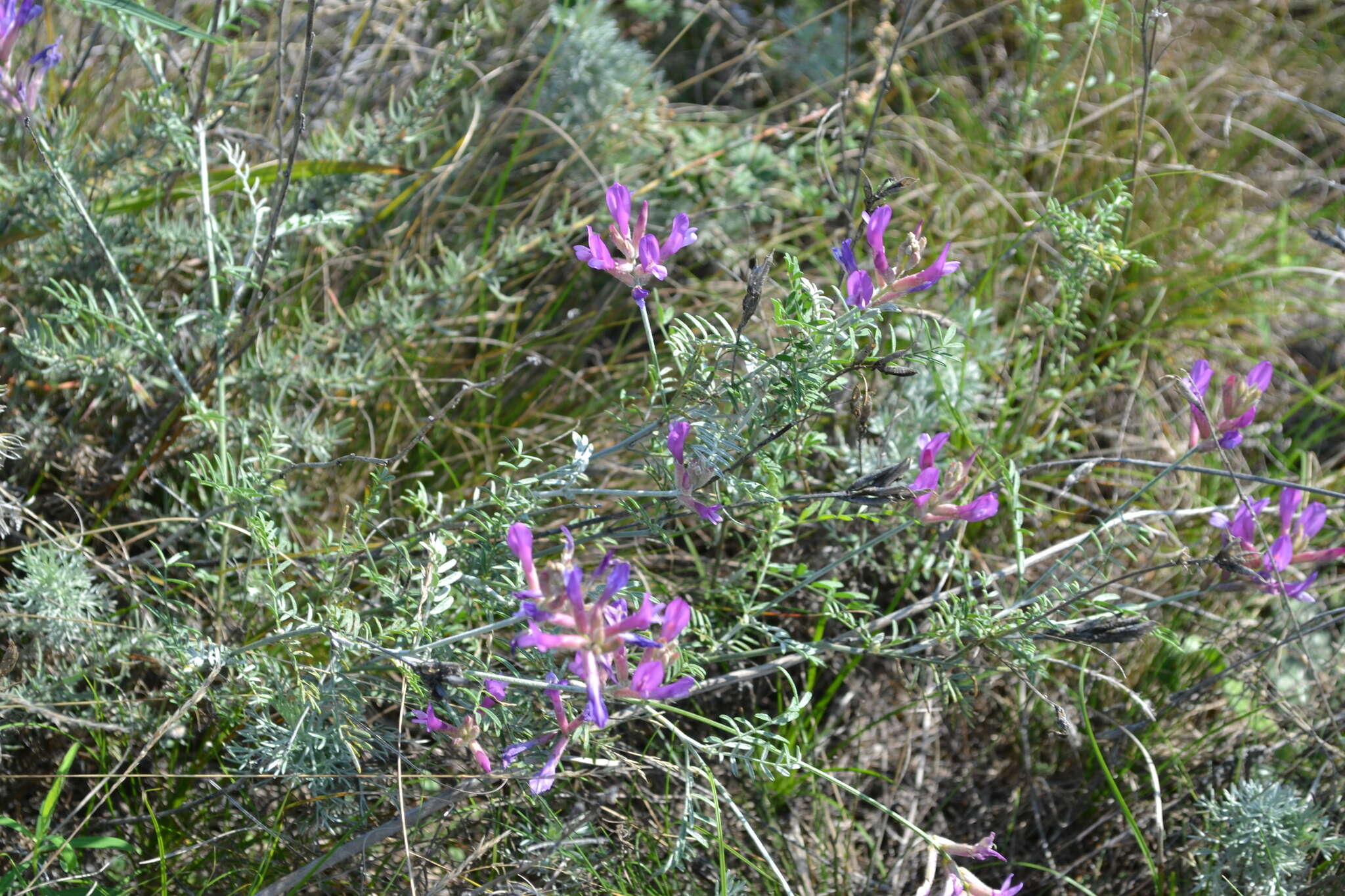 Image of Astragalus varius S. G. Gmelin