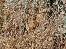 Image of Little Water Opossum