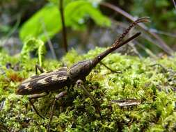 Image of Giraffe weevil