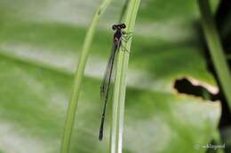 Image of Prodasineura autumnalis (Fraser 1922)