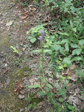 Image of Four-Part Dwarf-Gentian