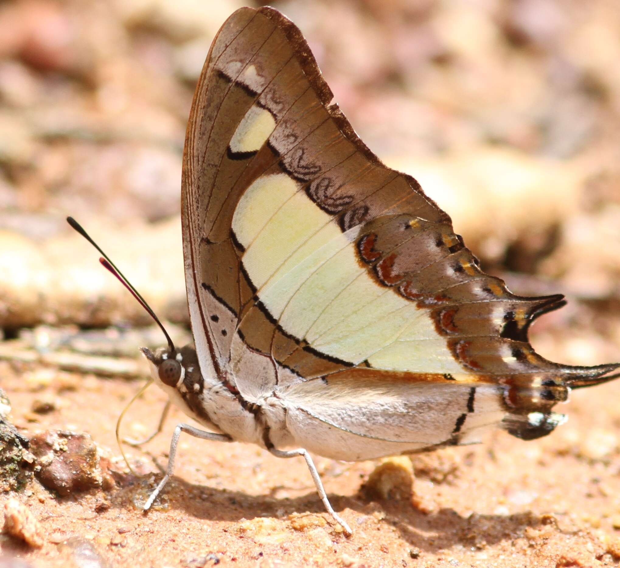 Image of Polyura agrarius Swinhoe 1886