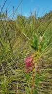 صورة Callistemon pachyphyllus Cheel