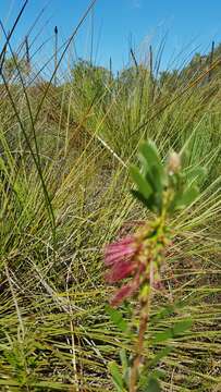 Image of Wallum bottlebrush