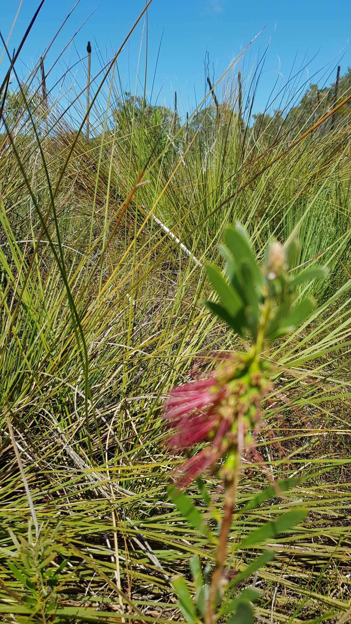 Sivun Callistemon pachyphyllus Cheel kuva