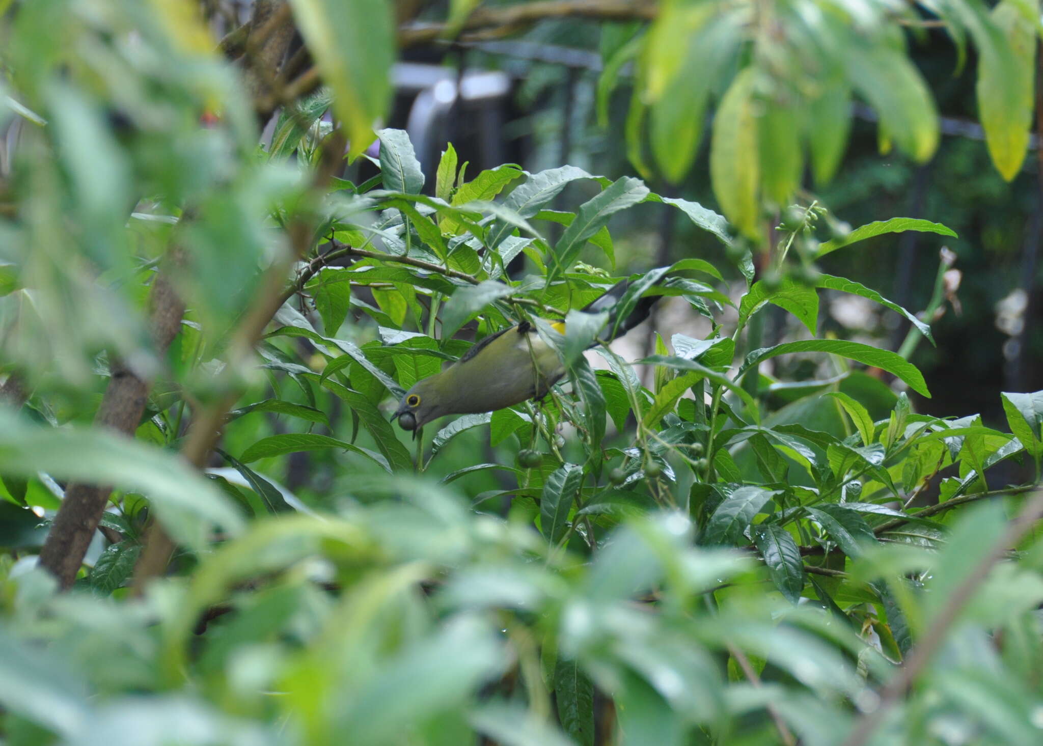 Image of Long-tailed Silky-flycatcher