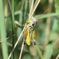 Image of Arid Lands Spur-Throat Grasshopper