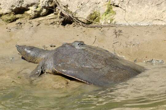 Image of Nil-Weichschildkröte