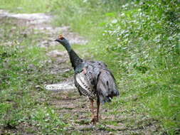 Image of Ocellated Turkey