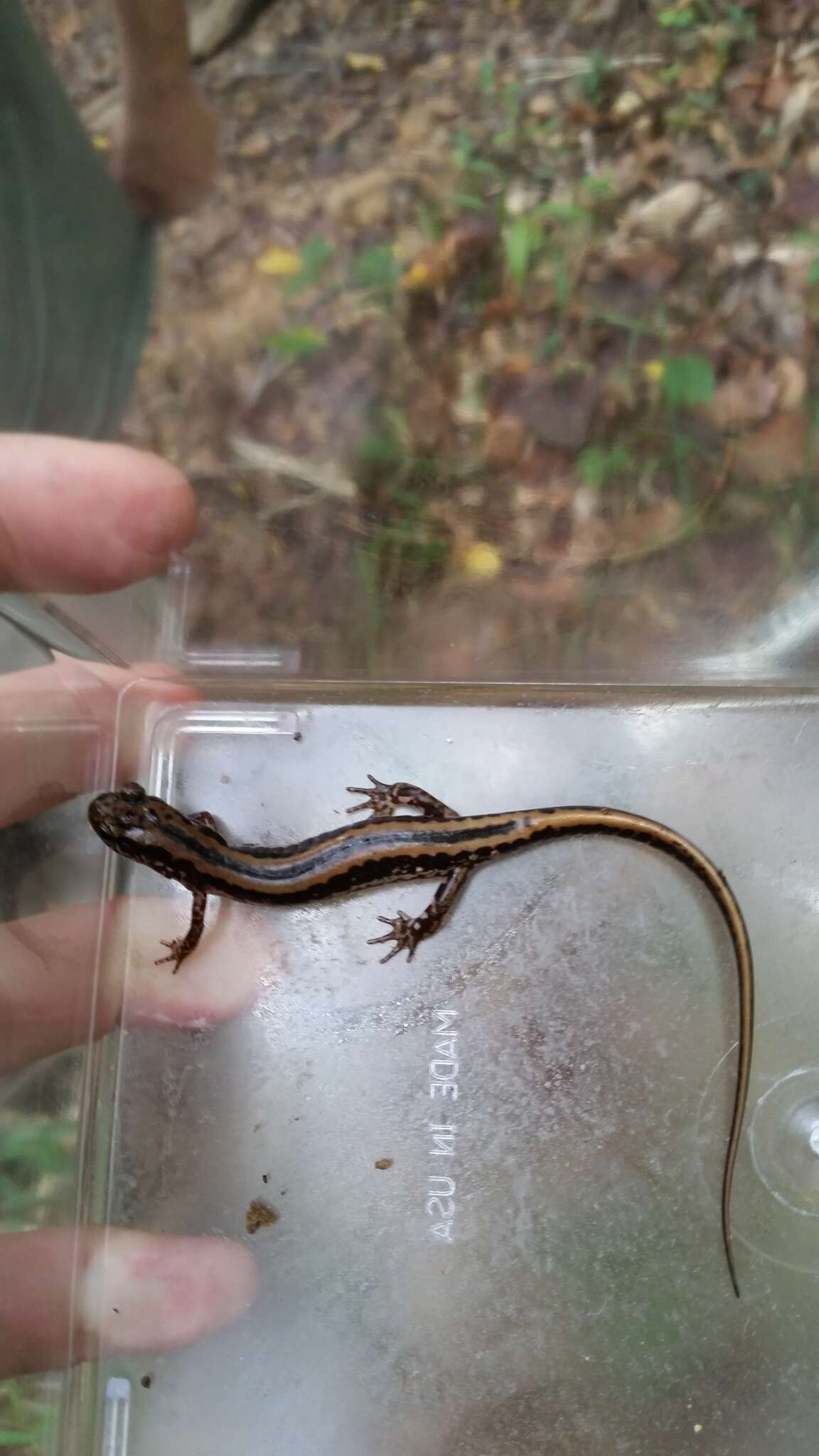 Image of Three-lined Salamander