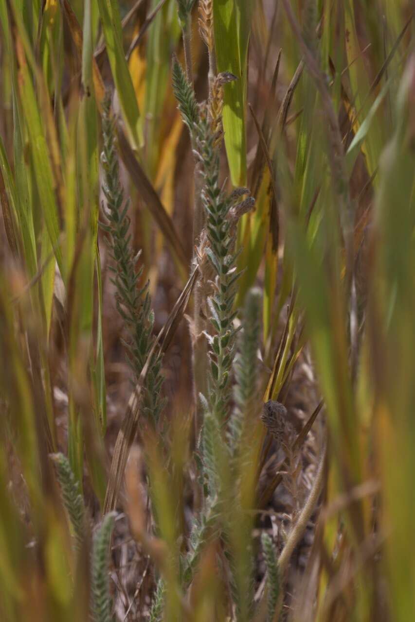 Image of Sierra Valley mousetail