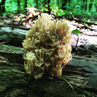 Image of Artomyces pyxidatus (Pers.) Jülich 1982