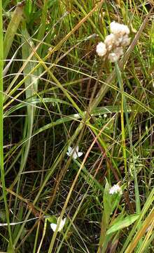 Image of sticky tofieldia