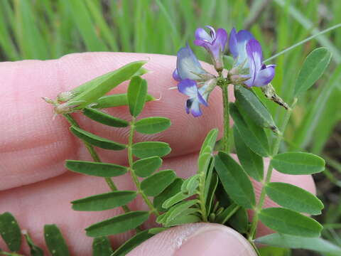 Sivun Astragalus leptocarpus Torr. & A. Gray kuva