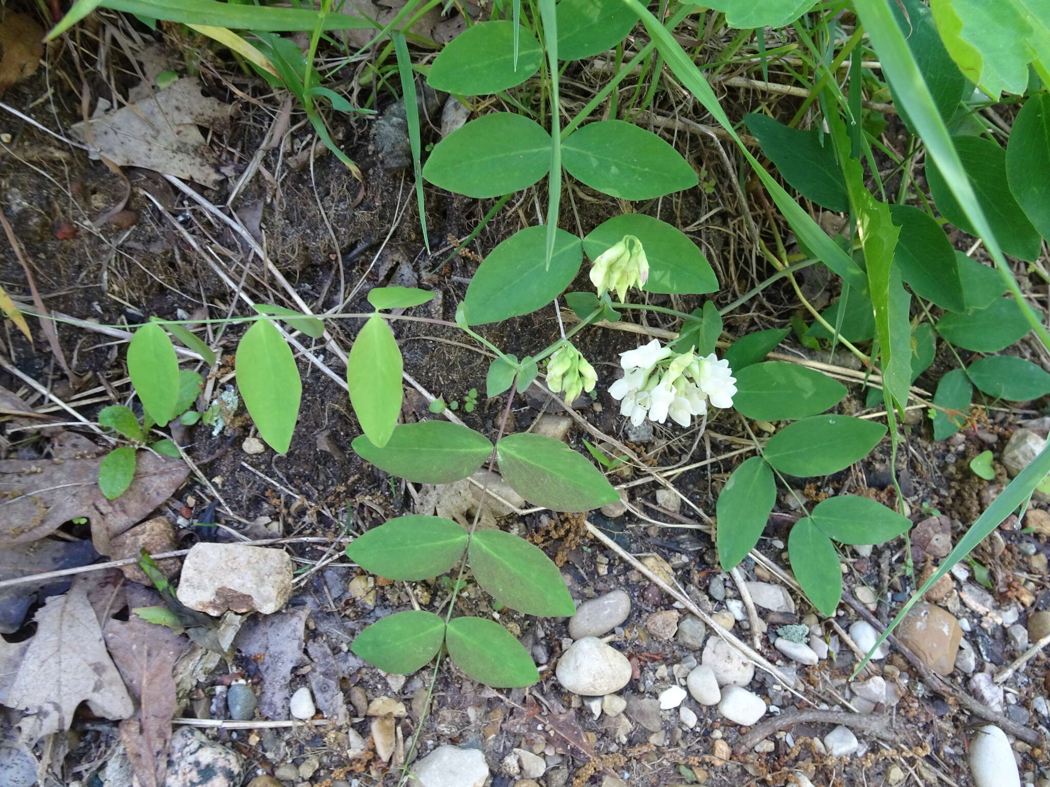 Image of cream pea