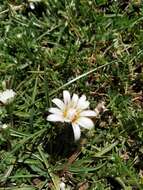 Image of Taraxacum luridum Hagl.