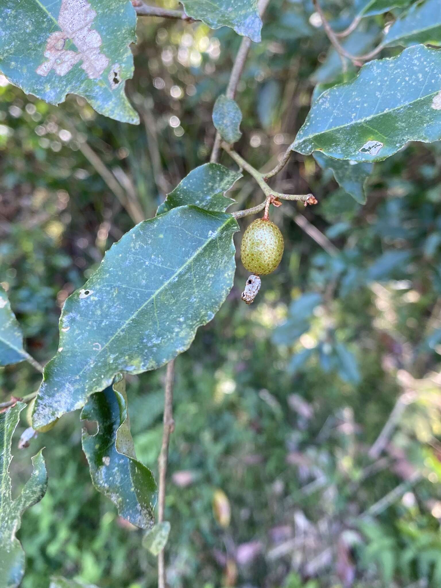 Image of Elaeagnus thunbergii Servettaz