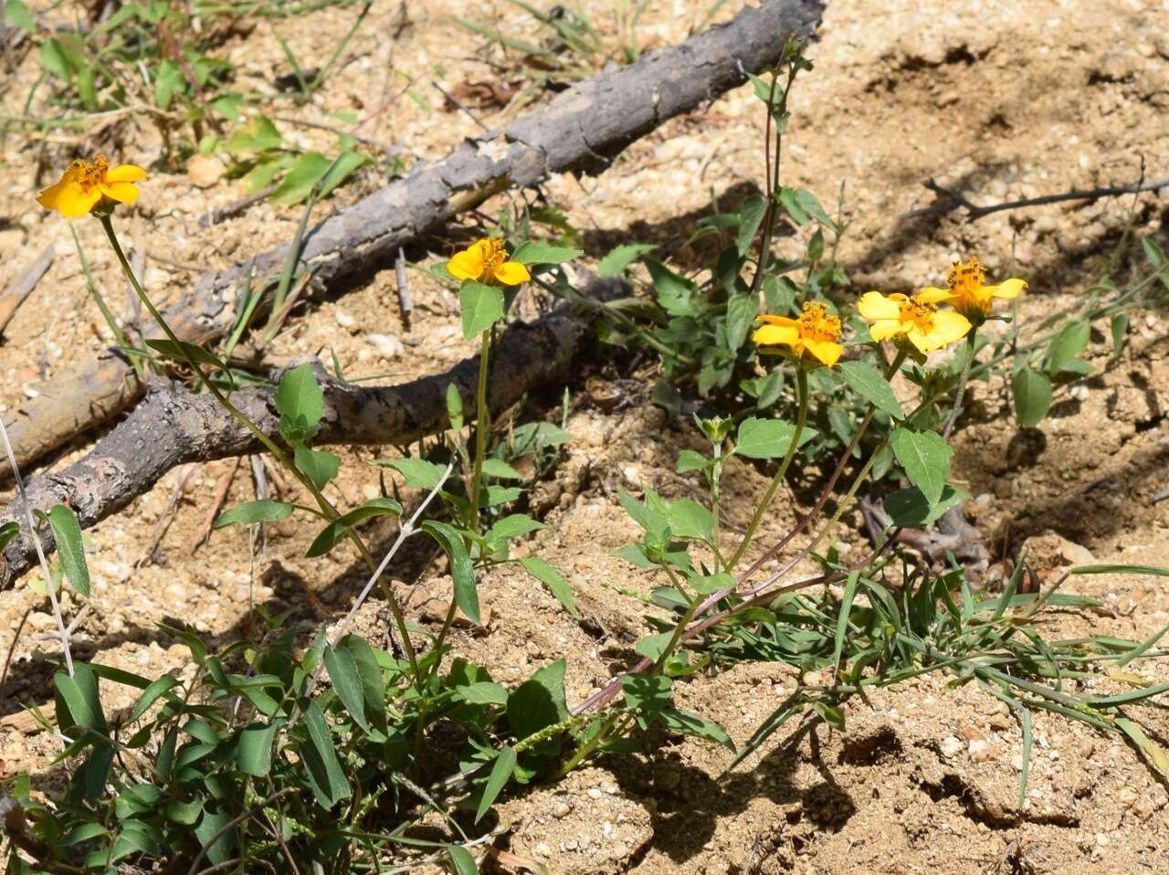 Слика од Sclerocarpus divaricatus (Benth.) Benth. & Hook. fil. ex Hemsl.