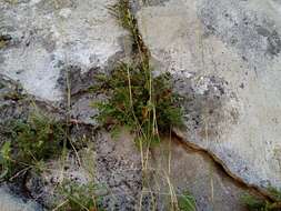 Sivun Asplenium ruta-muraria subsp. ruta-muraria kuva