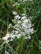 Image of clubmoss daisy-bush
