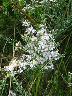 Olearia lepidophylla (Pers.) Benth. resmi