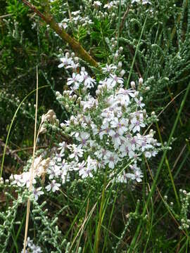 Olearia lepidophylla (Pers.) Benth. resmi