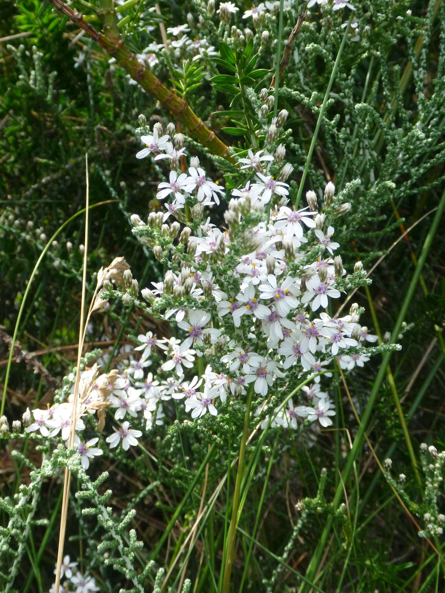 Image of clubmoss daisy-bush