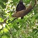 Imagem de Alouatta palliata coibensis Thomas 1902