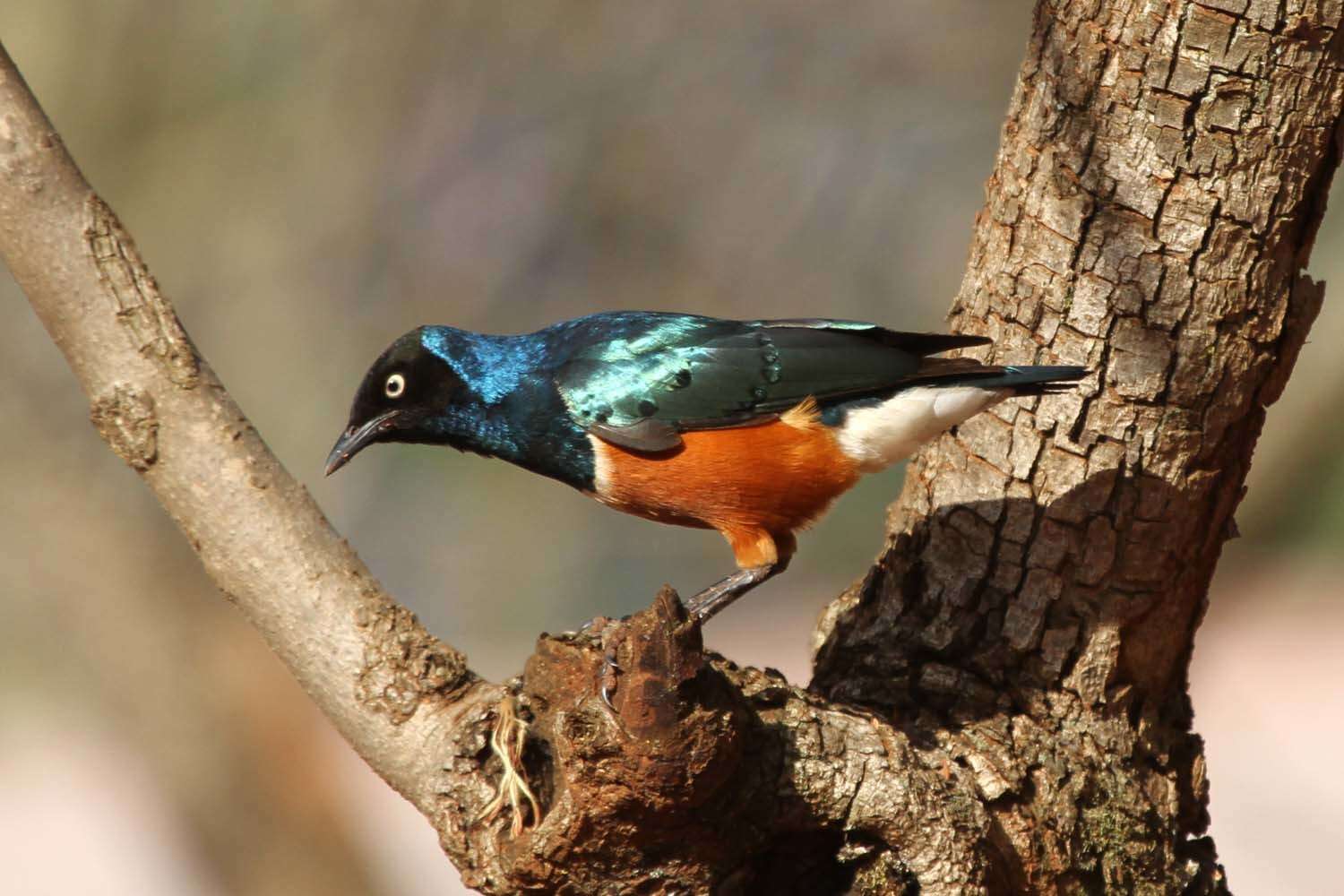 Image of Superb Starling