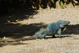 Image of Blue Iguana