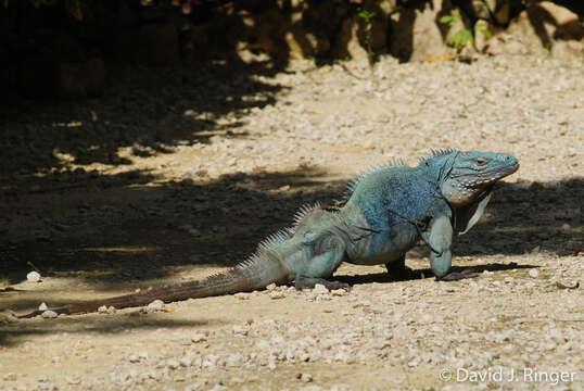 Plancia ëd Cyclura lewisi Grant 1940