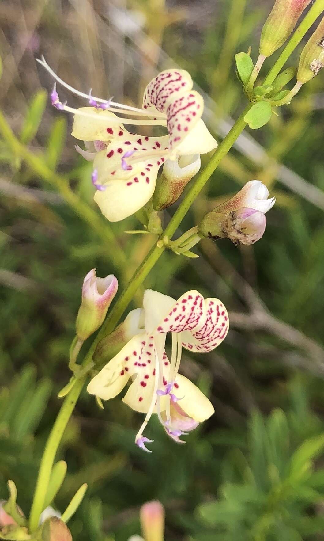 Imagem de Dicerandra frutescens subsp. modesta Huck