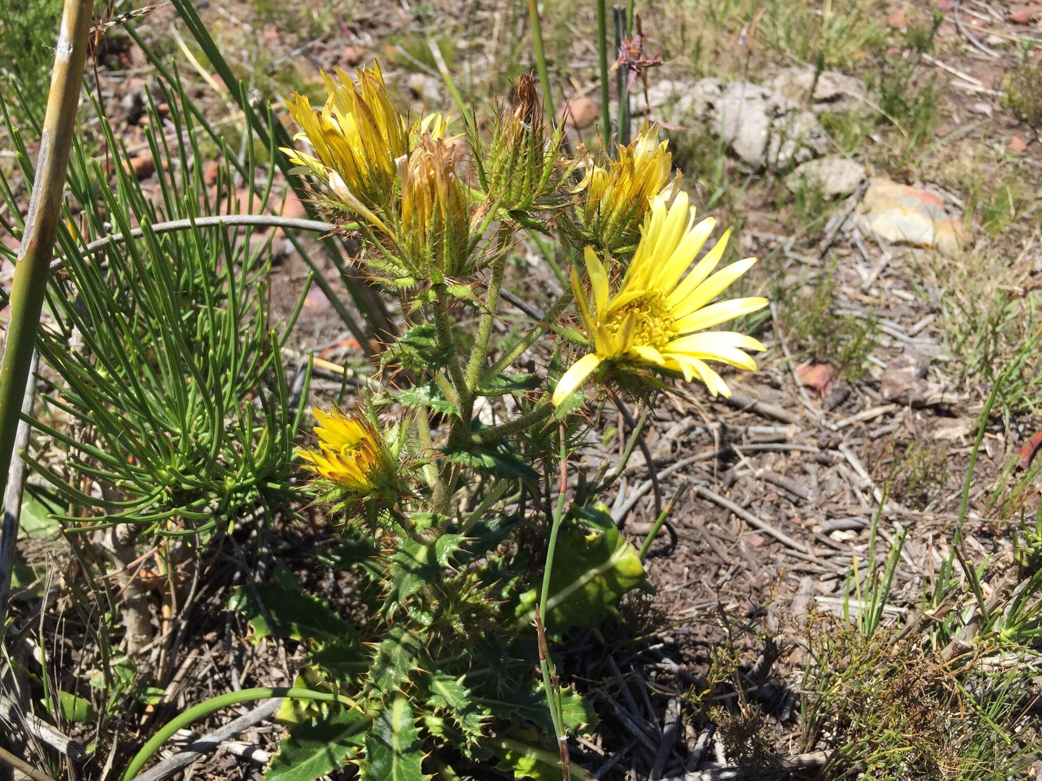 Image of Berkheya carlinoides (Vahl) Willd.