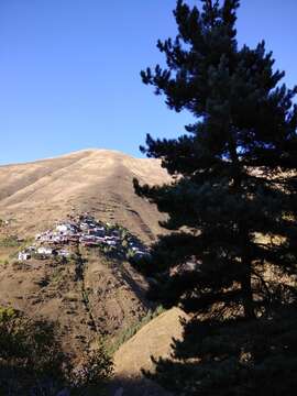 صورة Pinus sylvestris var. hamata Steven