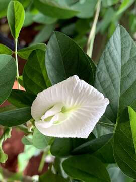 Image of Clitoria ternatea var. ternatea