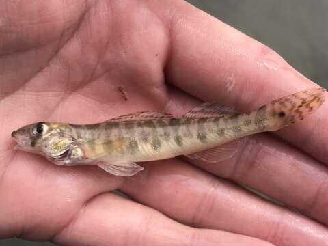 Image of Texas logperch