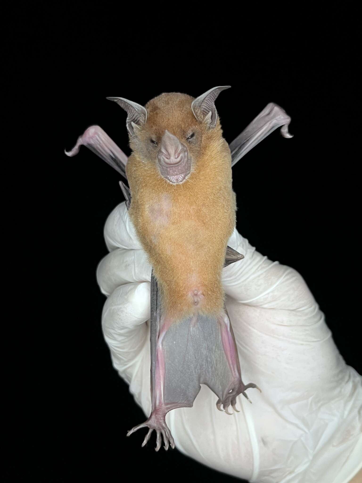 Image of Lesser Spear-nosed Bat