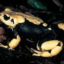 Image of Morogoro Tree Toad