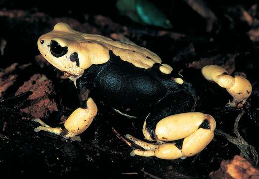 Image of Morogoro Tree Toad